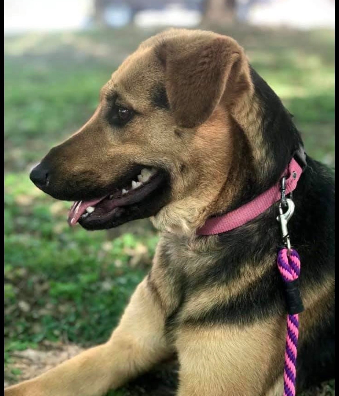 Arya
