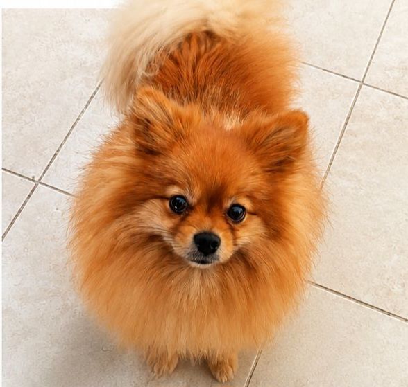 Teddy