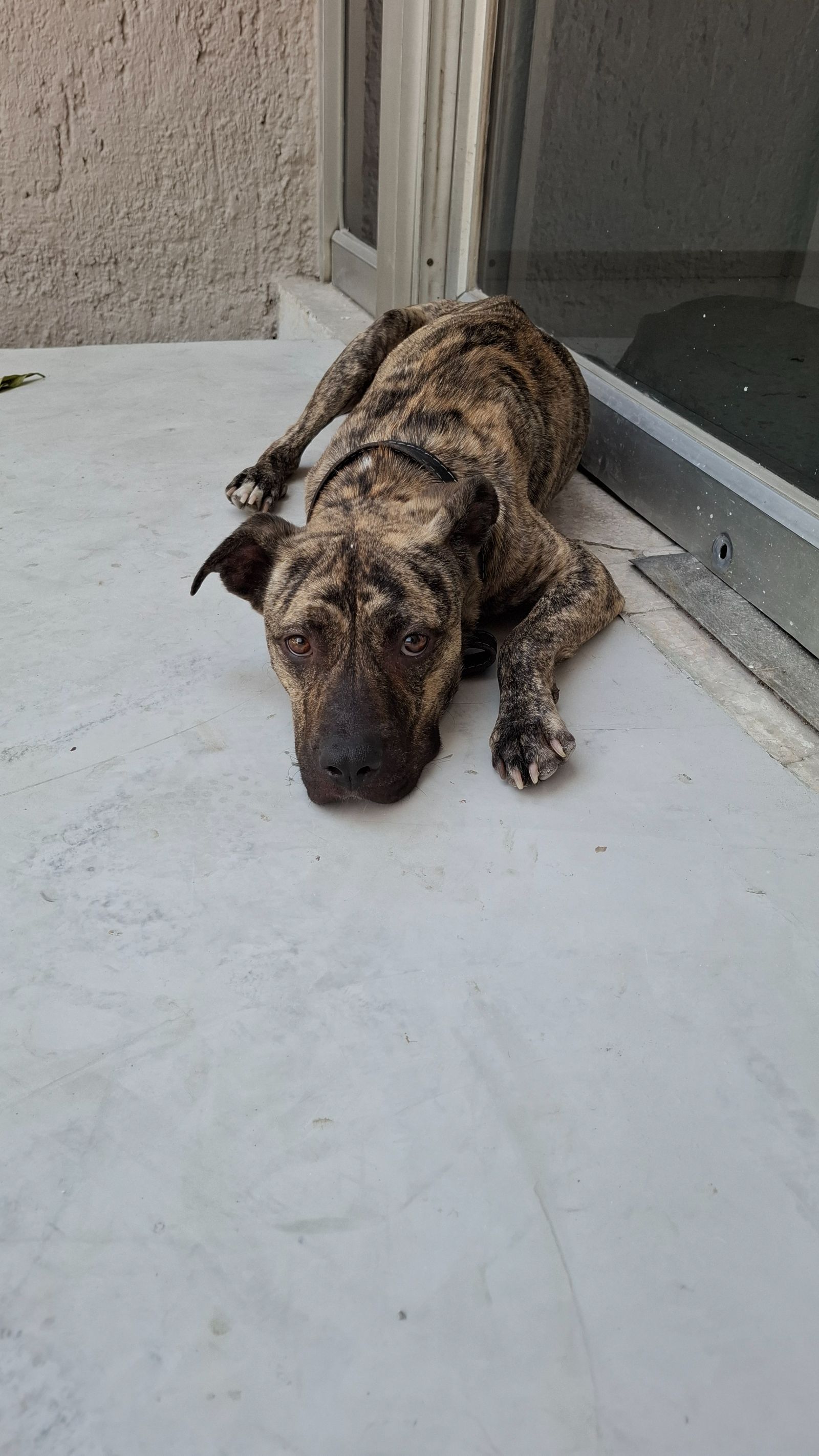 Foto del avistamiento de perro
