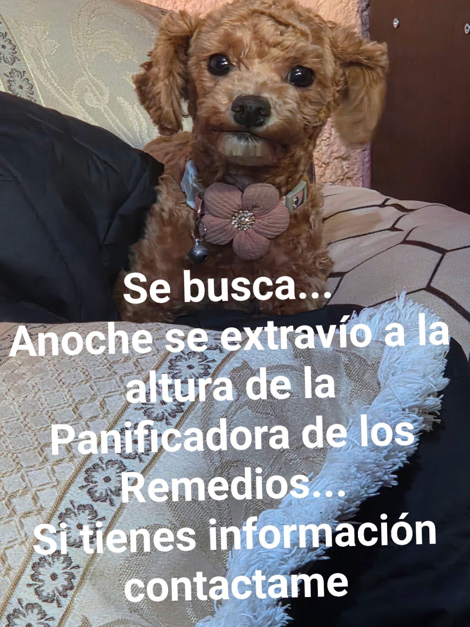 Galleta 