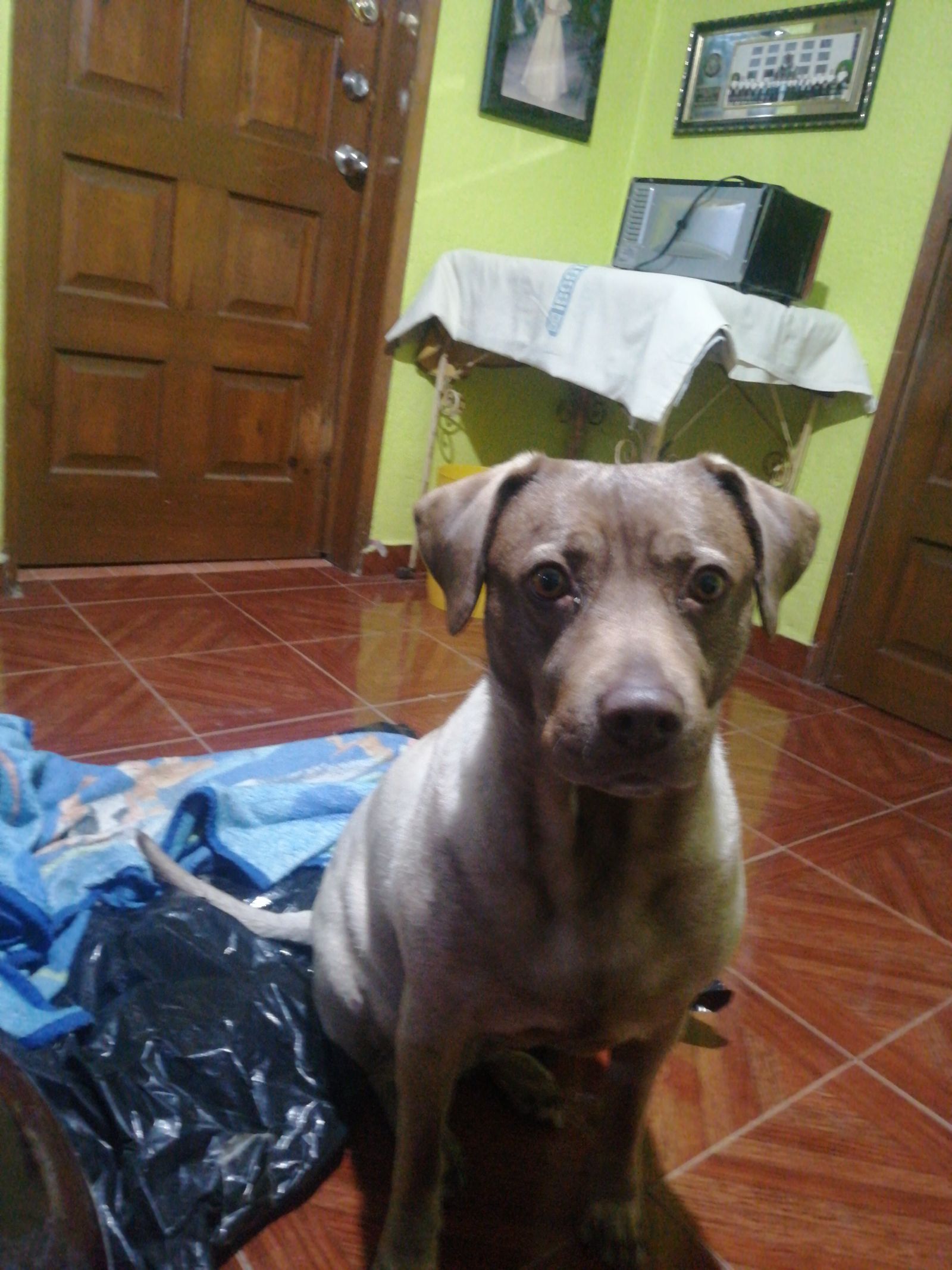 Canela