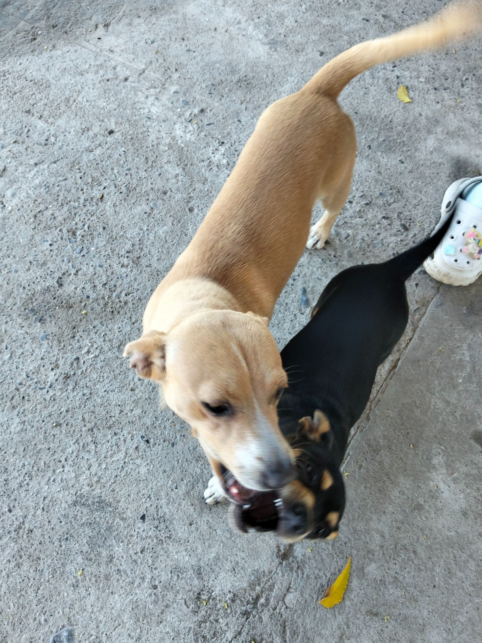 Foto del avistamiento de perro
