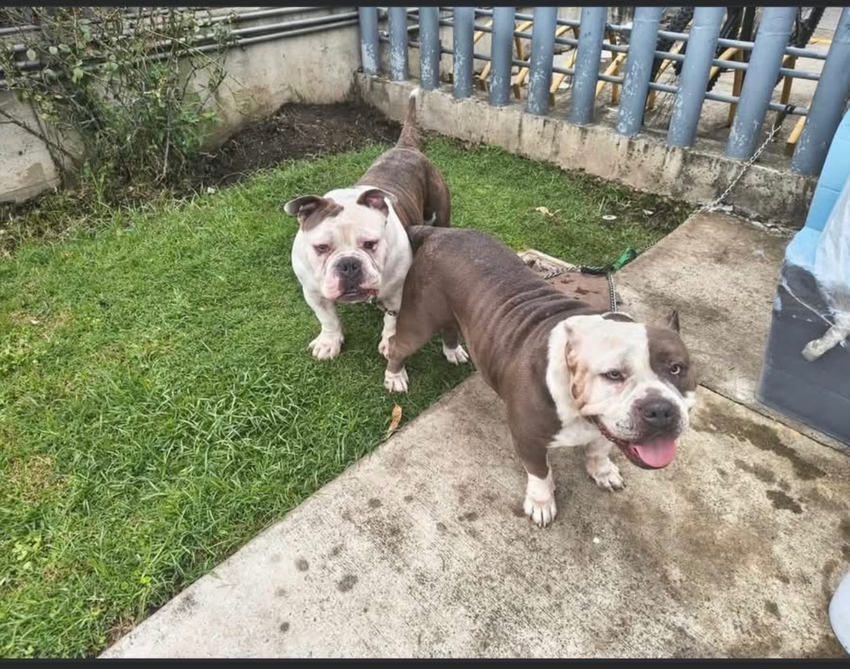 Duke y luna