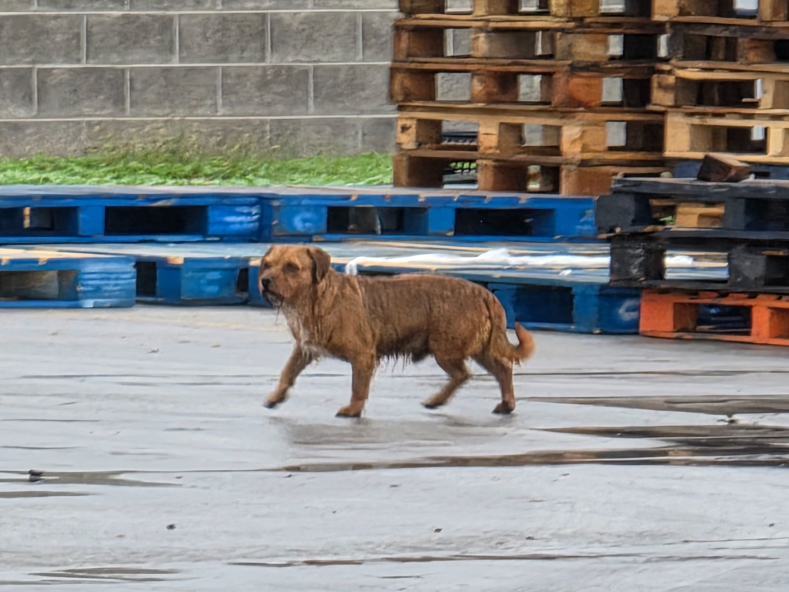 Foto del avistamiento de perro