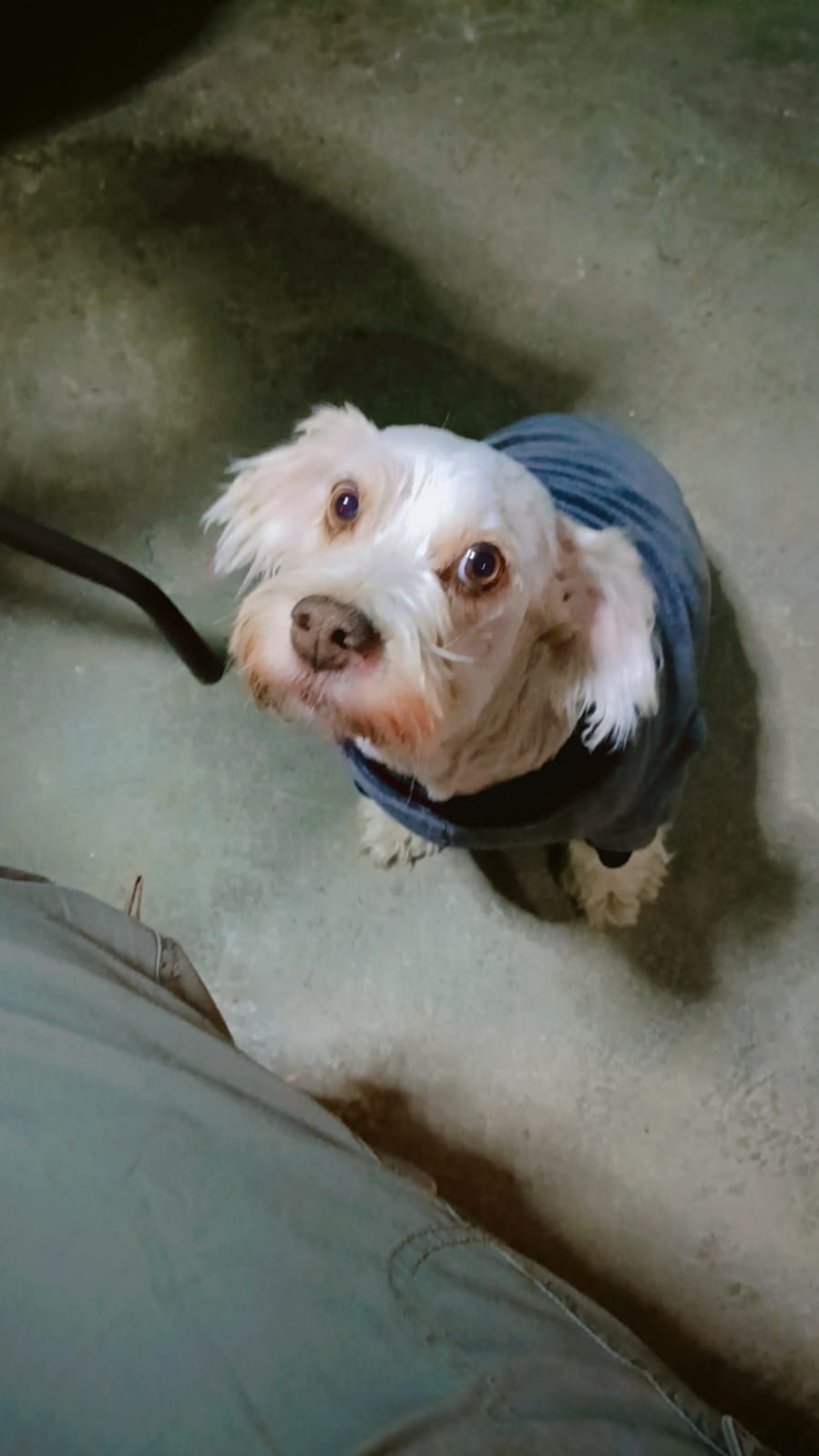 Mimi
