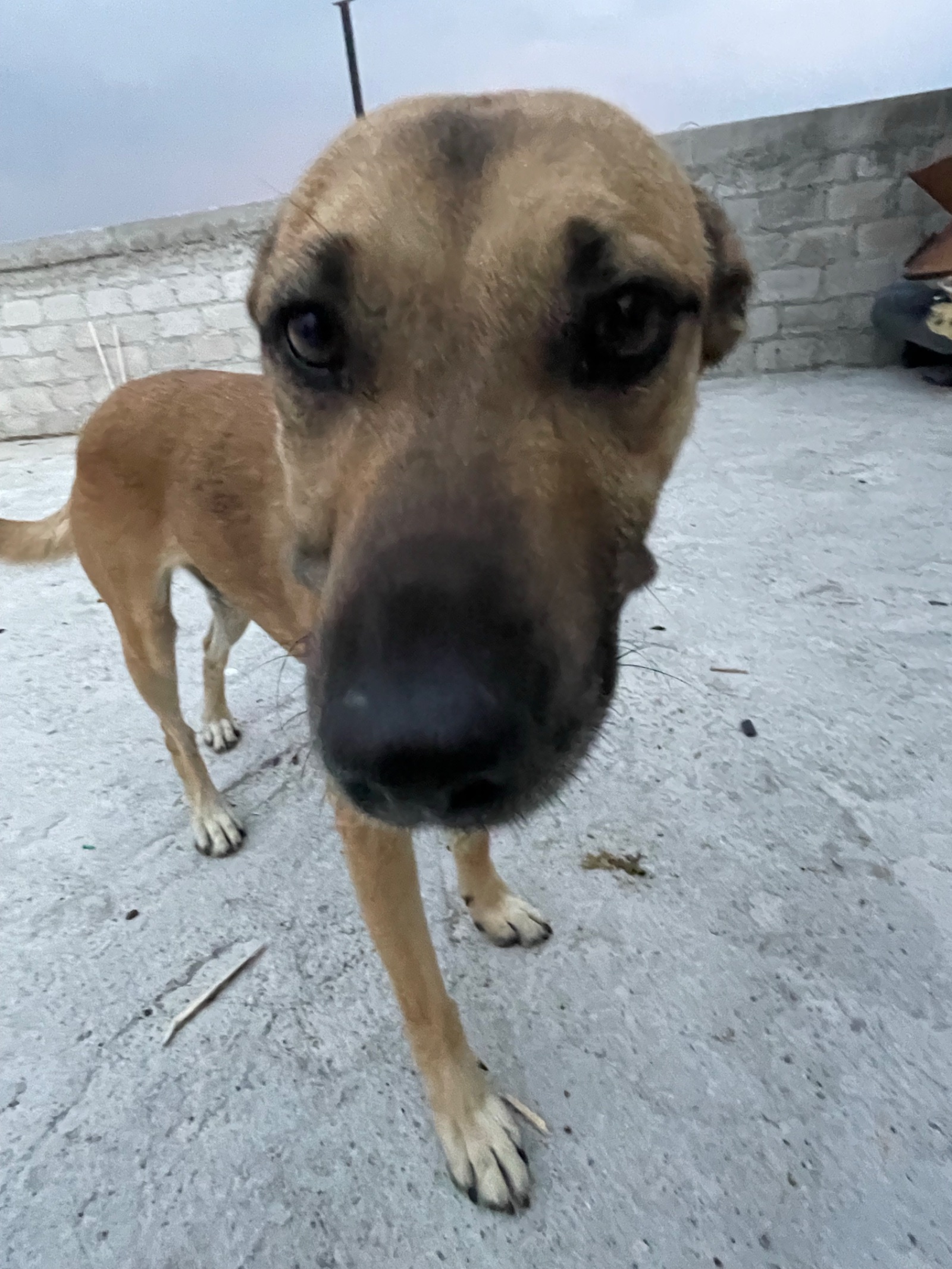 Se llama Manchas