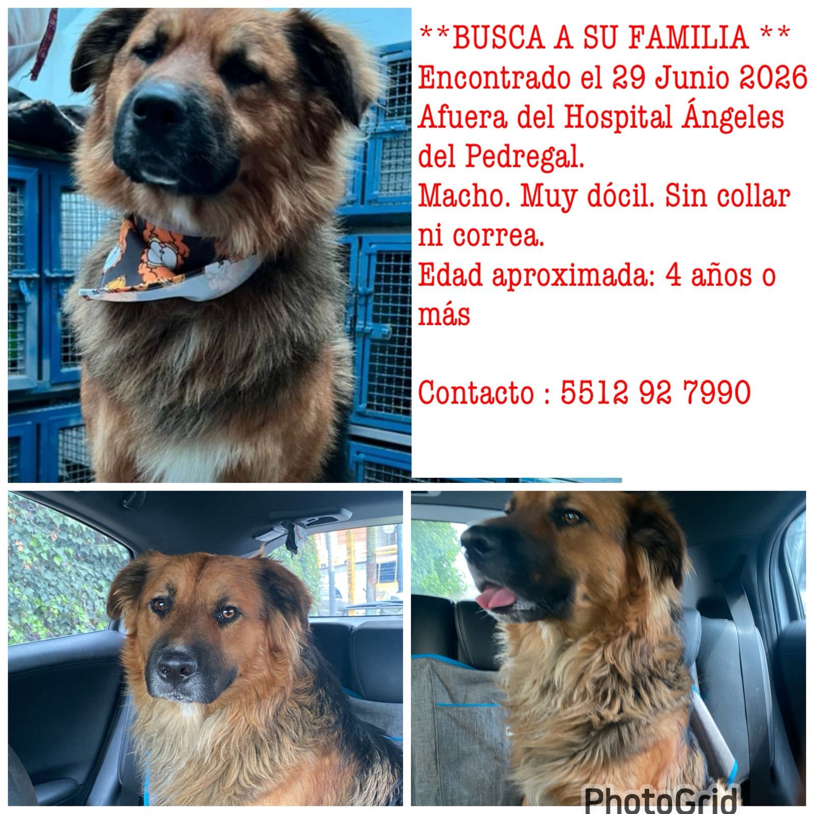 Foto del avistamiento de perro