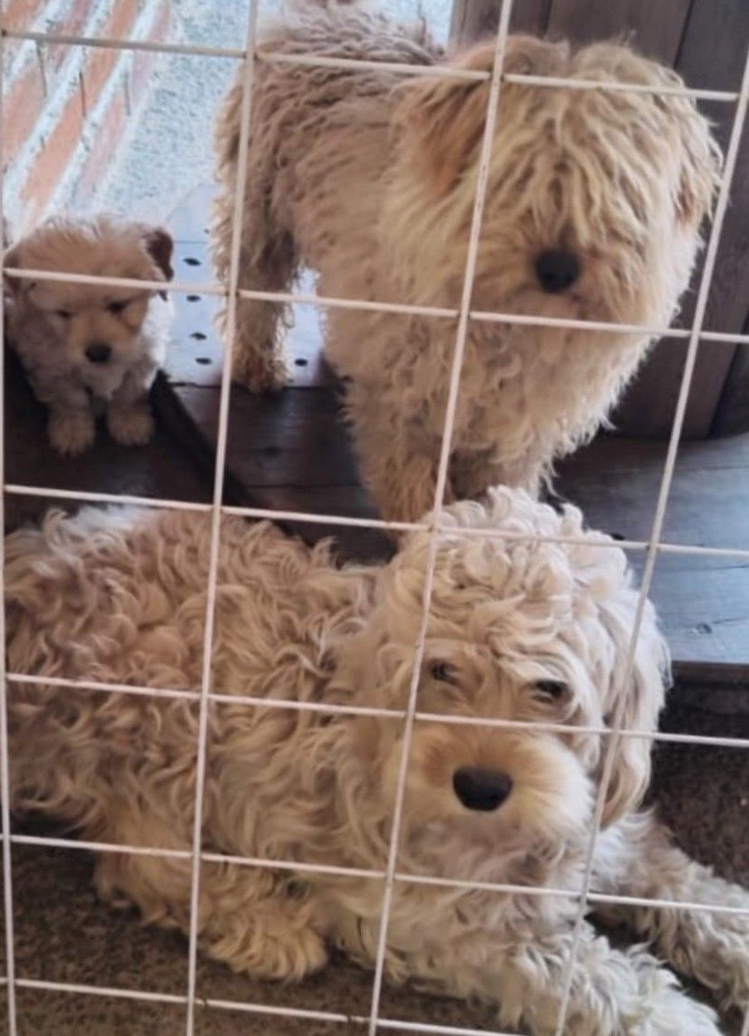 BENJI Y BELLA