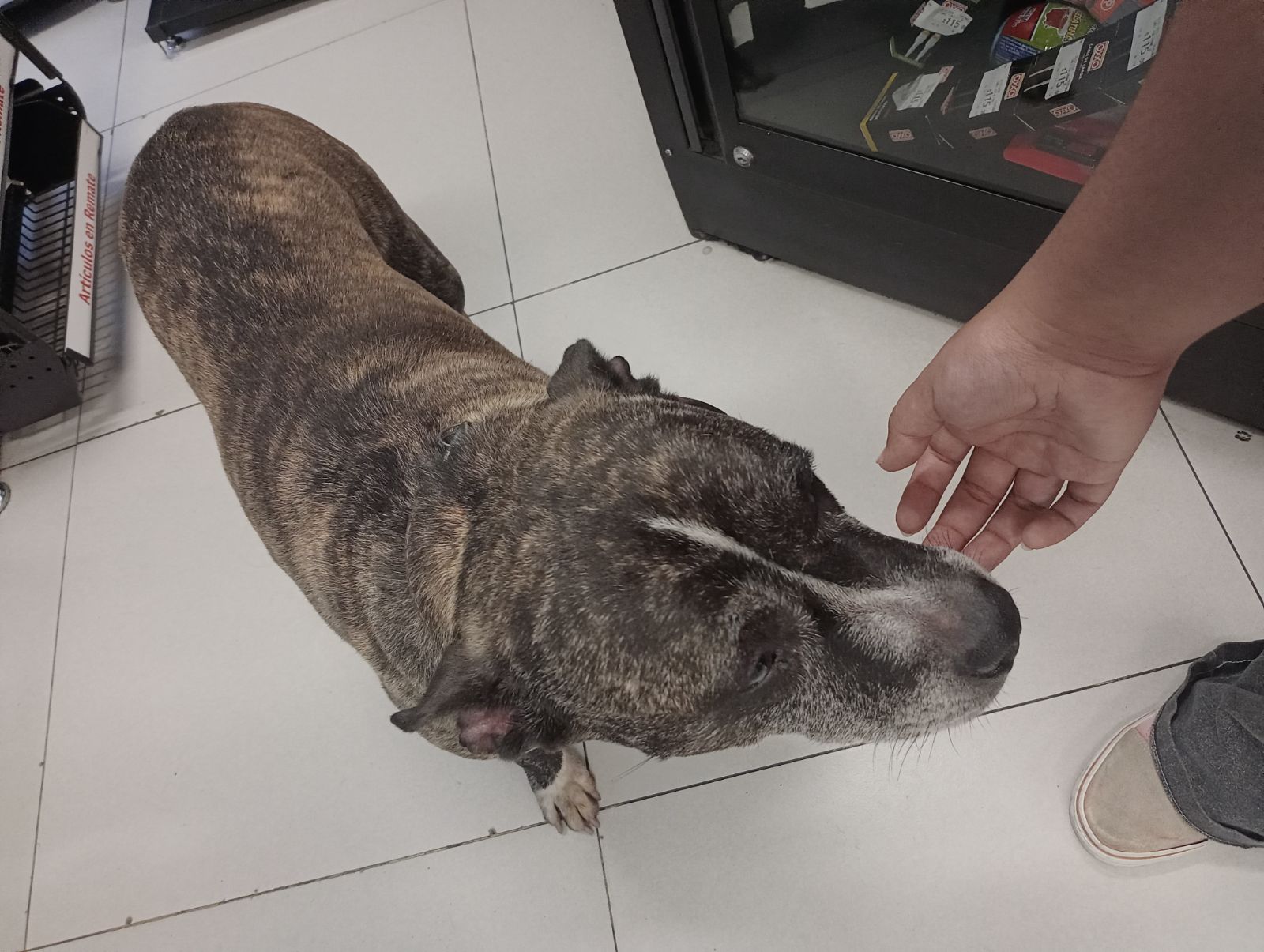 Foto del avistamiento de perro