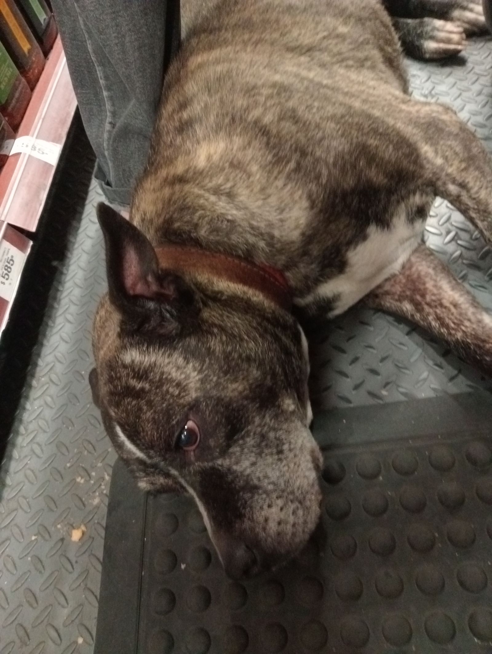 Foto del avistamiento de perro