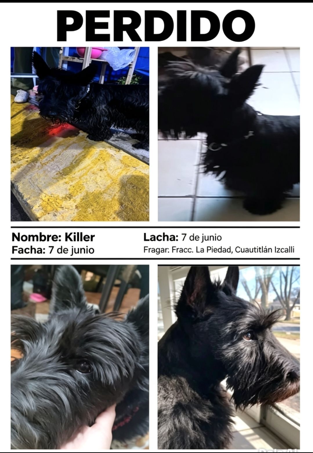 Killer perrito