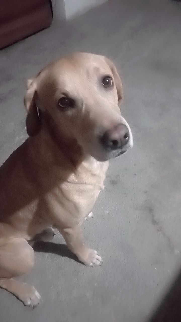 Starky 