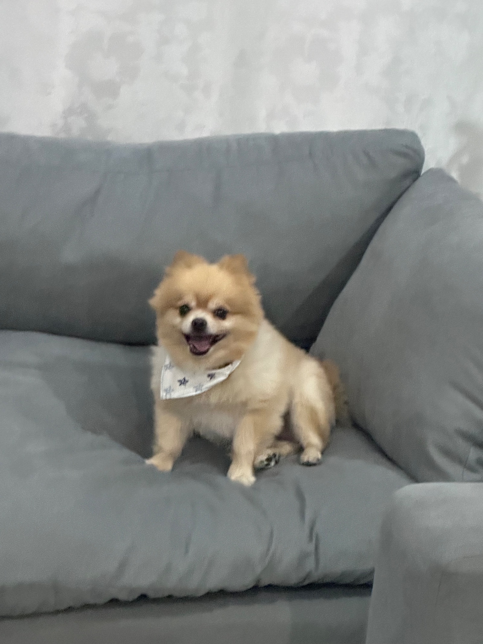 Teddy