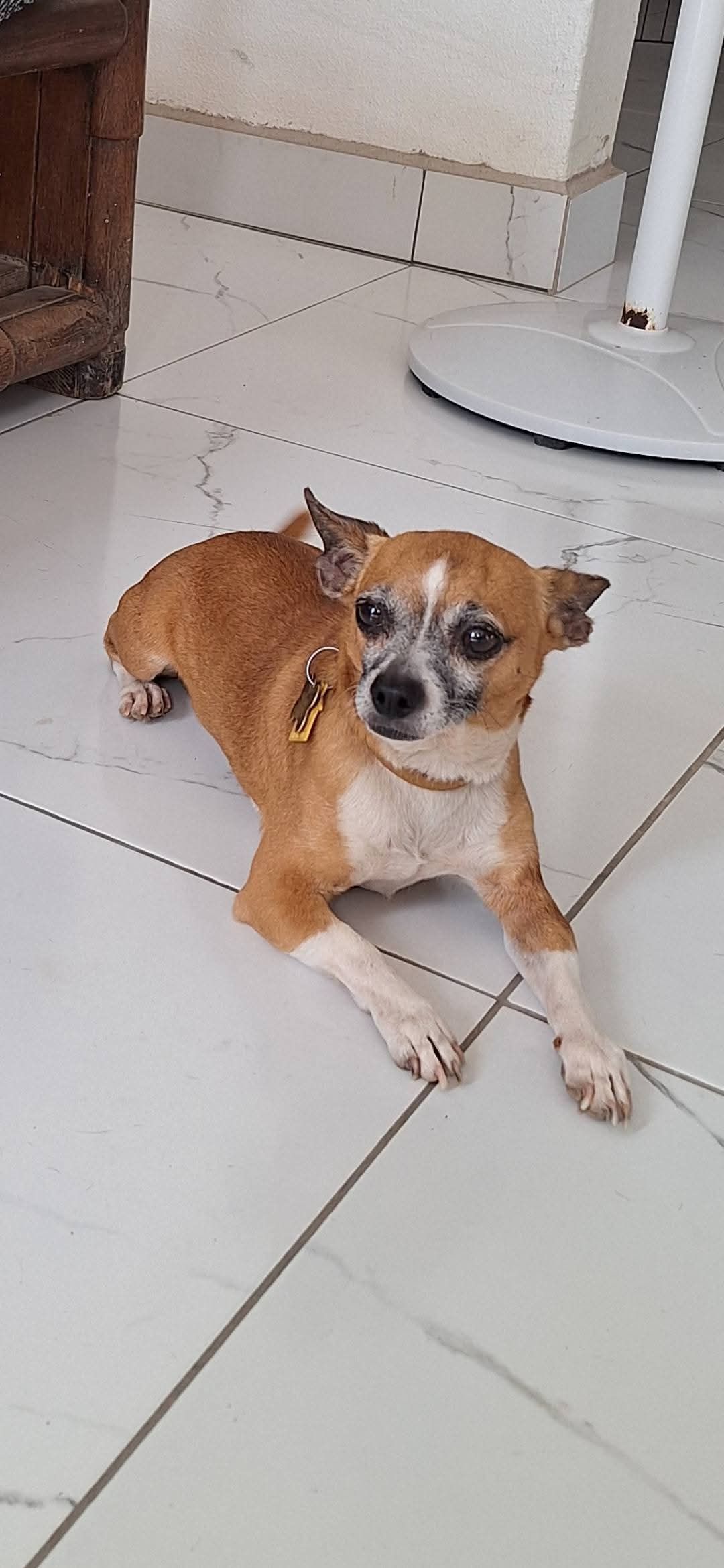 Frijol