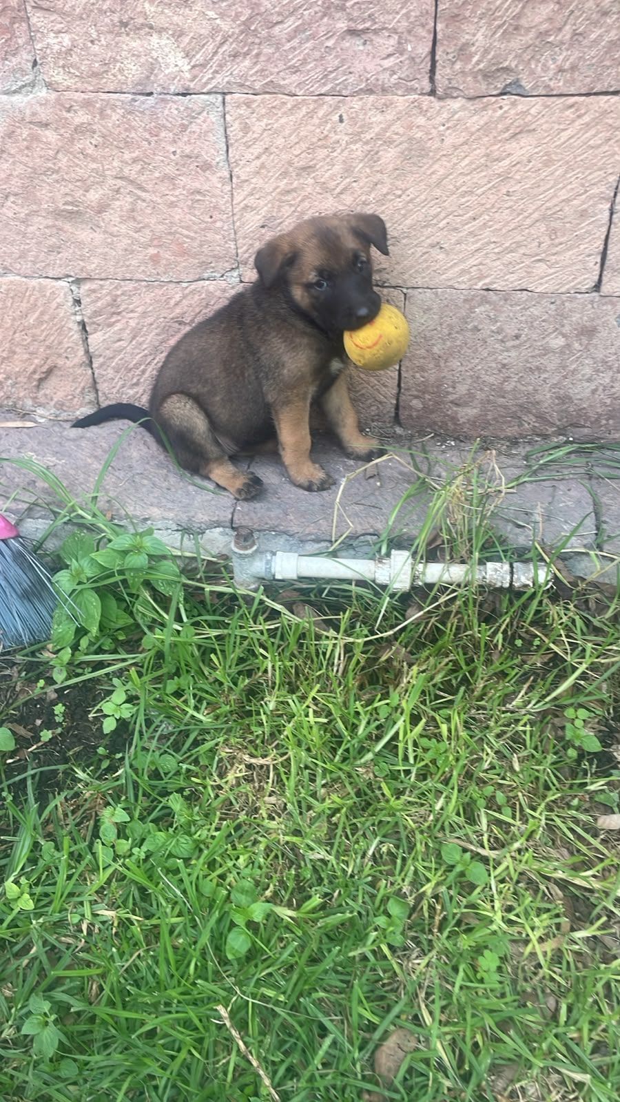 Milo