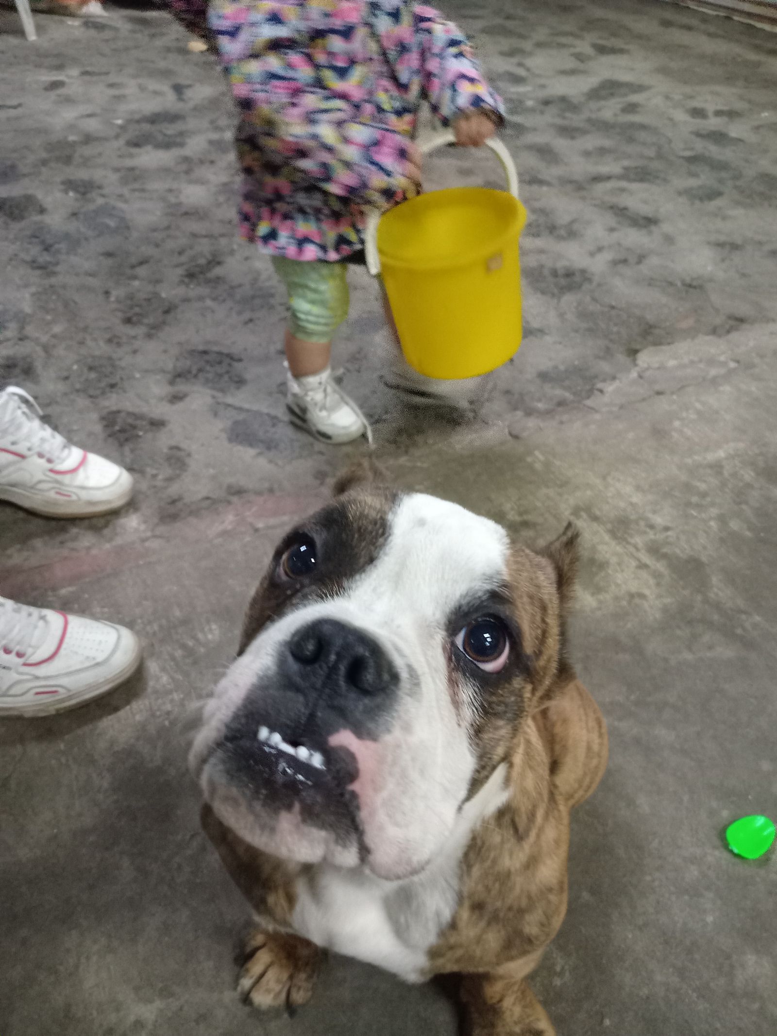 Bellota