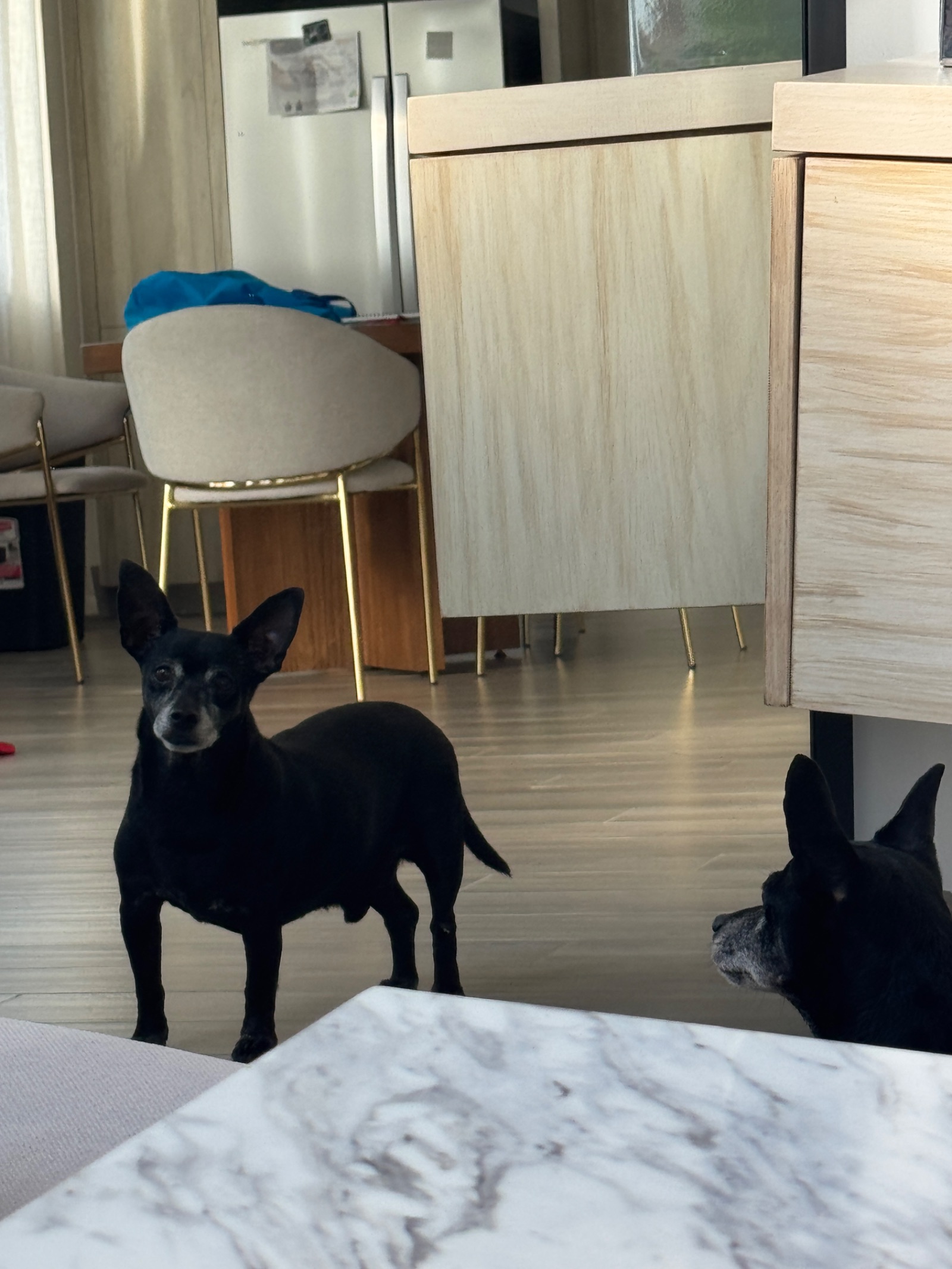 Dog sighting photo