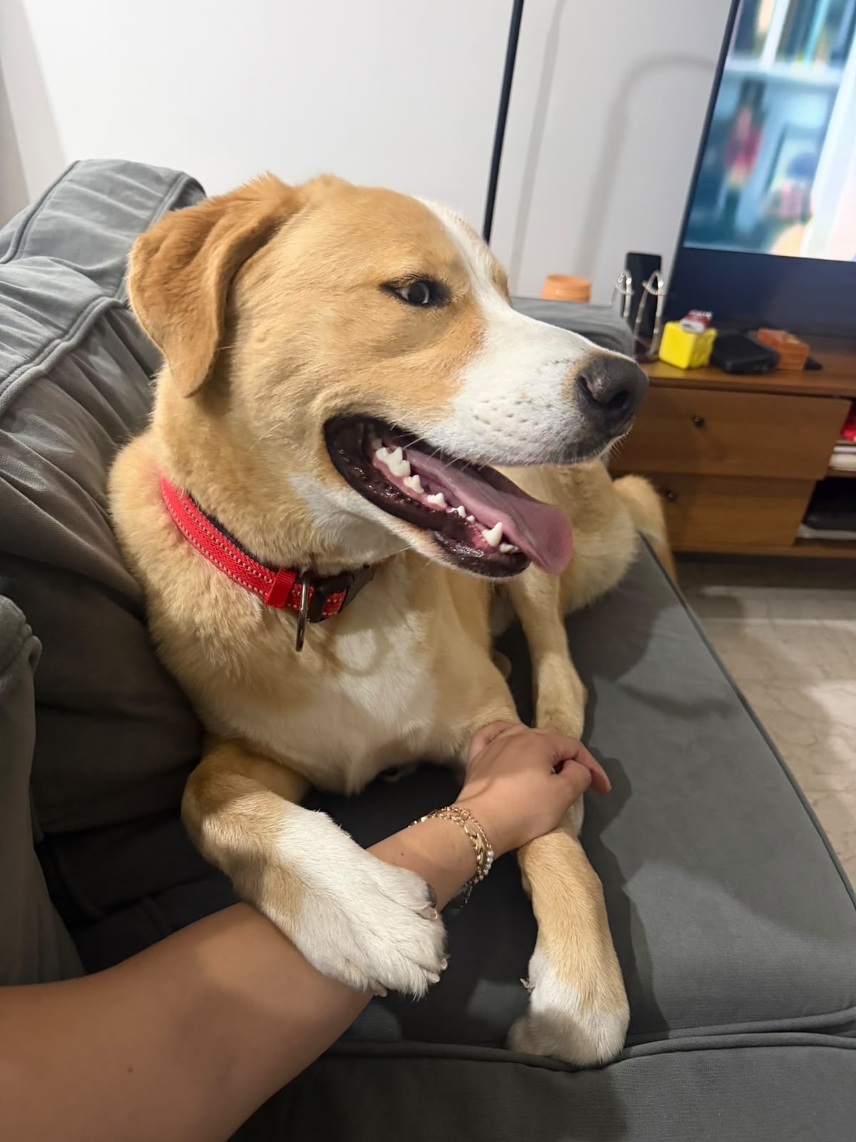 Dog sighting photo
