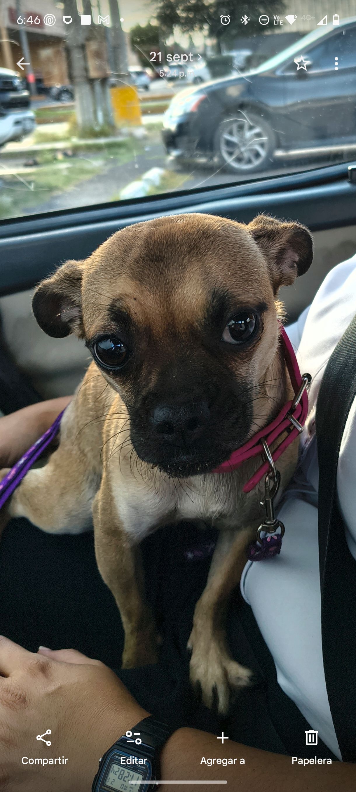 Dog sighting photo