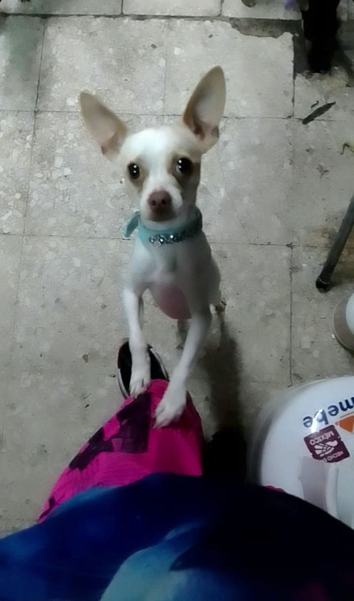 Rafles