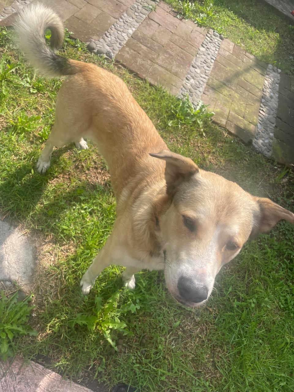 Dog sighting photo