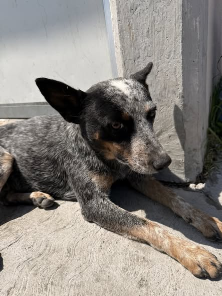 Australian Cattle Dog