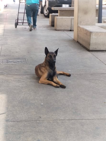 Belgian Malinois