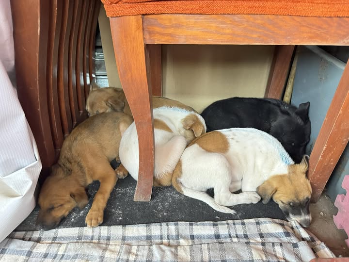 Mixed Breed