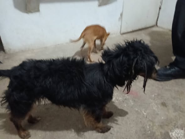 Mixed Breed