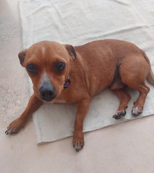 Mixed Breed