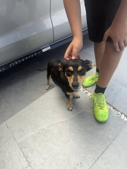 Mixed Breed