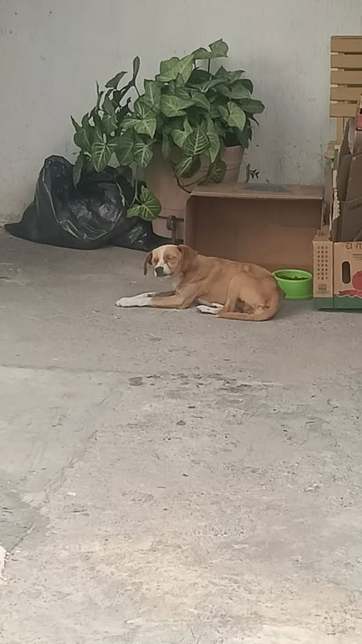 Mixed Breed