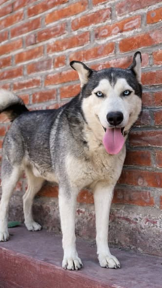 Siberian Husky