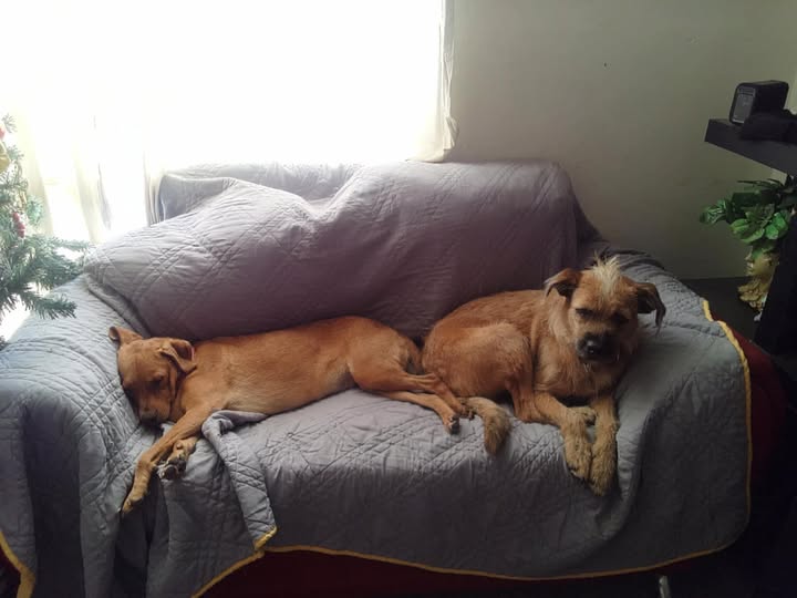 Mixed Breed