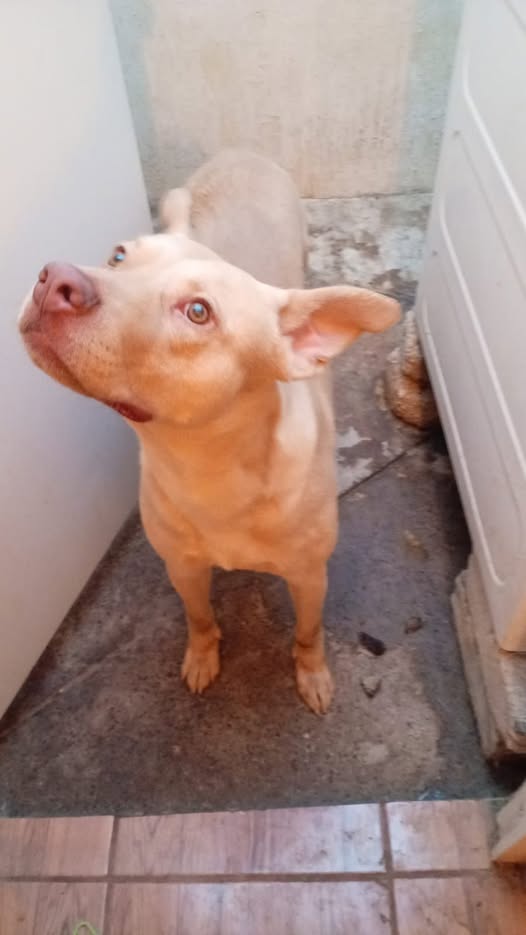 Mixed Breed