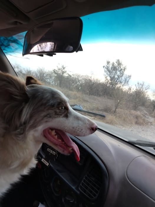 Australian Shepherd