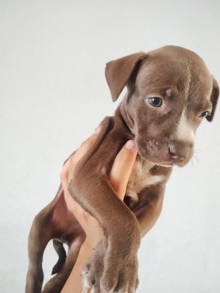 Mixed Breed