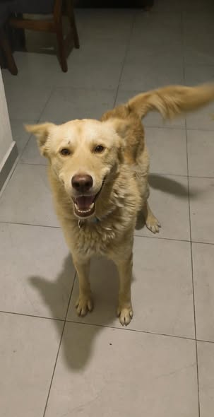 Mixed Breed