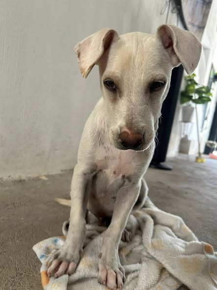 Mixed Breed
