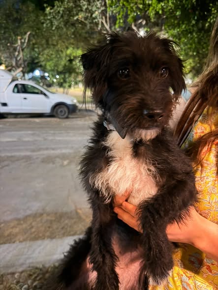 Mixed Breed