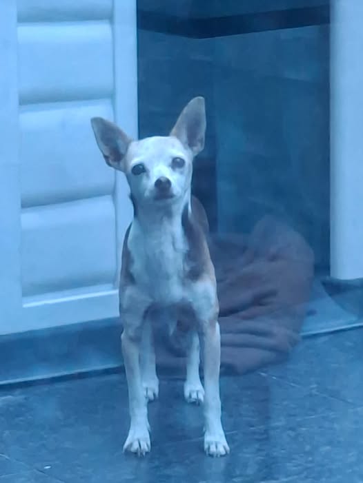 Chihuahua