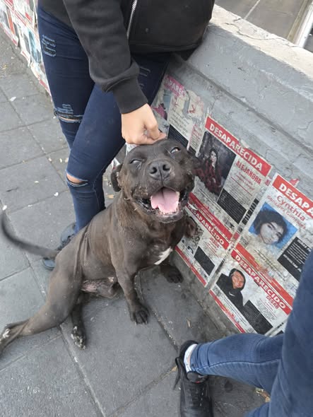 Mixed Breed