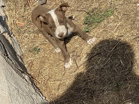 Mixed Breed
