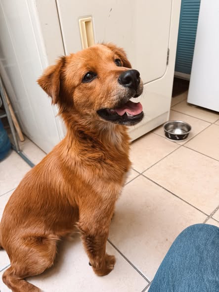 Mixed Breed