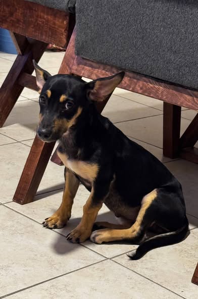 Mixed Breed