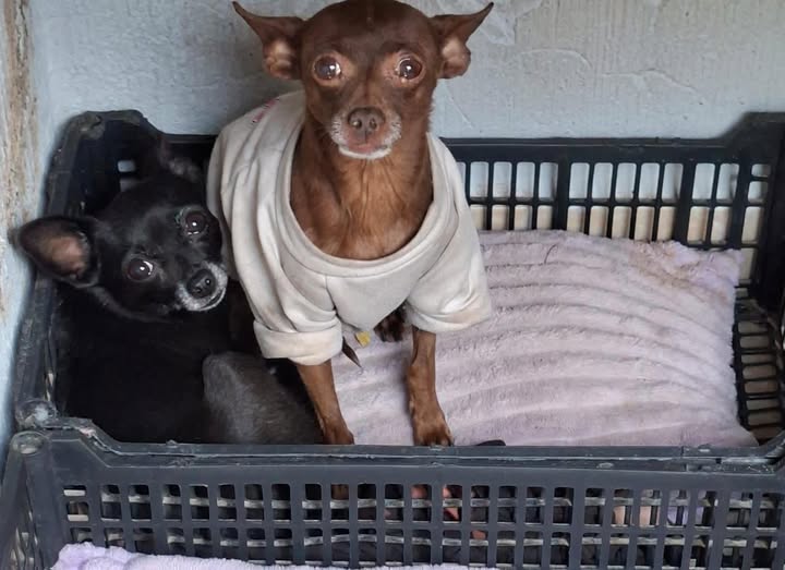 Chihuahua