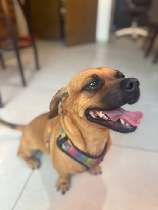 Mixed Breed