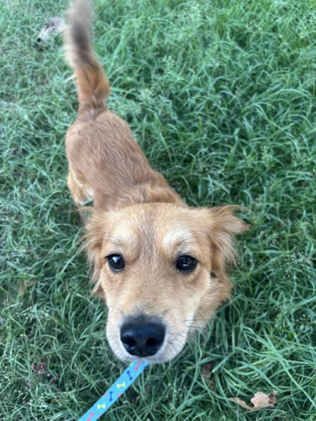 Mixed Breed