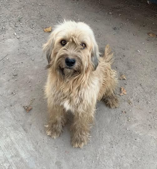 Mixed Breed