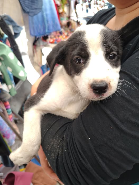 Mixed Breed
